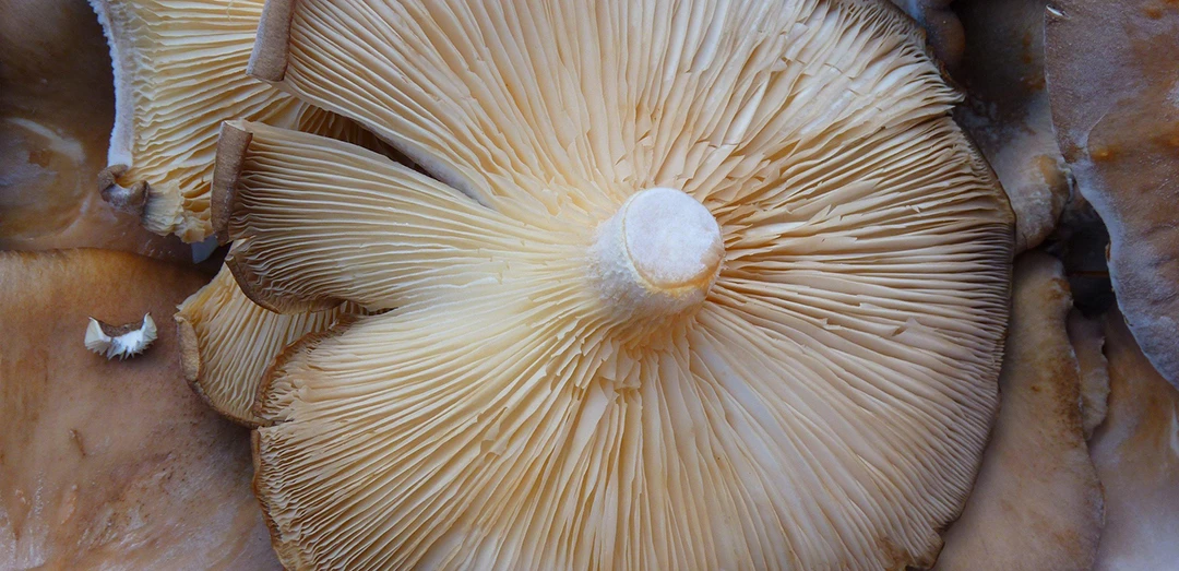 Un otoño micológico en Restaurante Puerta Sevilla. Sabores de bosque y salud en la mesa